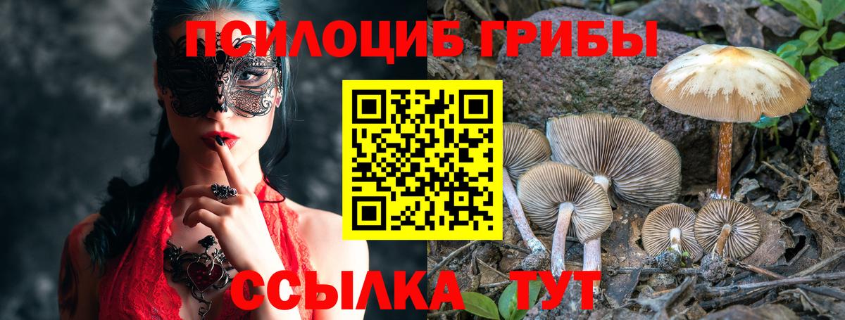 Псилоцибиновые грибы Psilocybine cubensis Курганинск